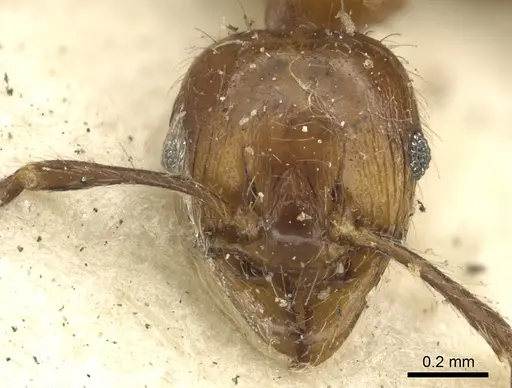 Pheidole fabricator - CASENT0901612