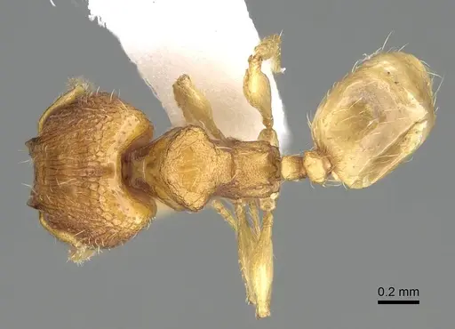Pheidole fadli specimen