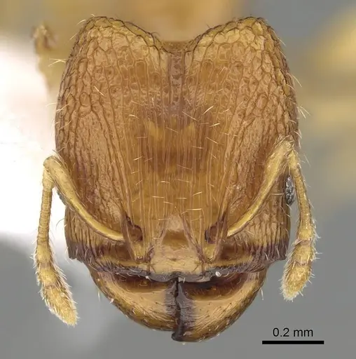 Pheidole fadli specimen