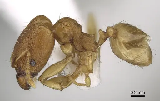 Pheidole fadli specimen