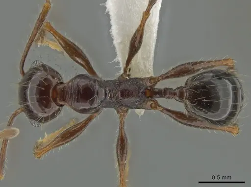 Pheidole fallax specimen
