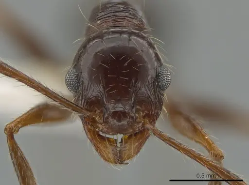 Pheidole fallax specimen