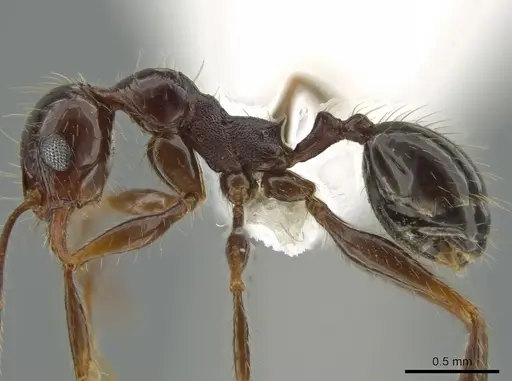 Pheidole fallax specimen
