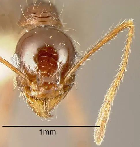 Pheidole fallax - CASENT0635464