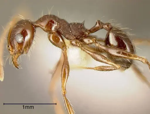 Pheidole fallax - CASENT0635464