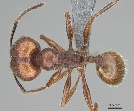 Pheidole fallax - CASENT0767615