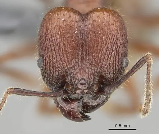 Pheidole fallax - CASENT0767615