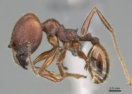 Pheidole fallax - CASENT0767615