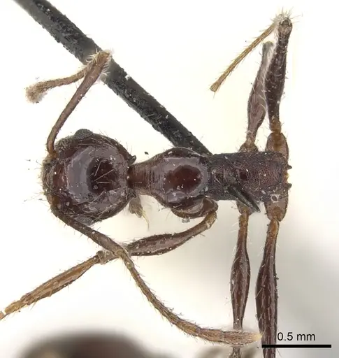 Pheidole fallax - CASENT0901589