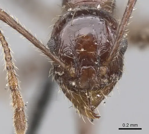 Pheidole fallax - CASENT0901589