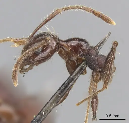 Pheidole fallax - CASENT0901589