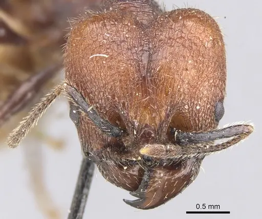 Pheidole fallax - CASENT0901590
