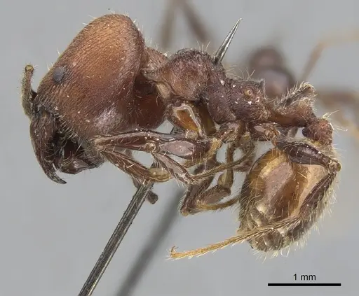 Pheidole fallax - CASENT0901590