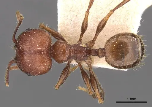 Pheidole fallax - CASENT0908130