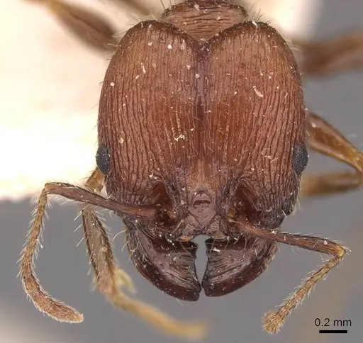 Pheidole fallax - CASENT0908130