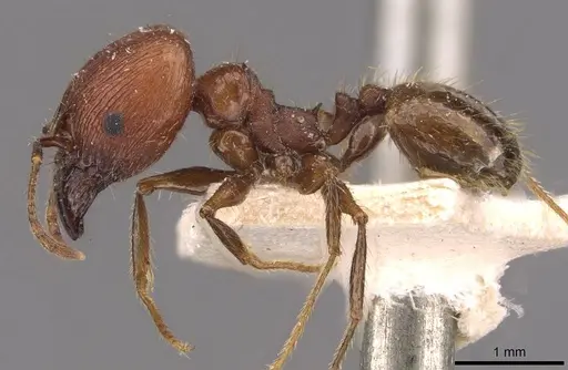 Pheidole fallax - CASENT0908130