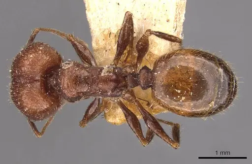 Pheidole fallax - CASENT0908131