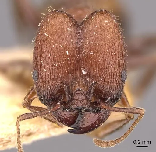 Pheidole fallax - CASENT0908131