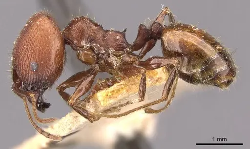 Pheidole fallax - CASENT0908131