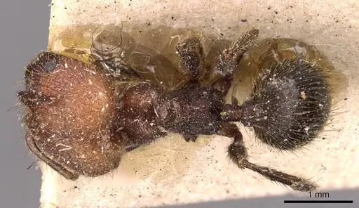 Pheidole fallax - CASENT0908132