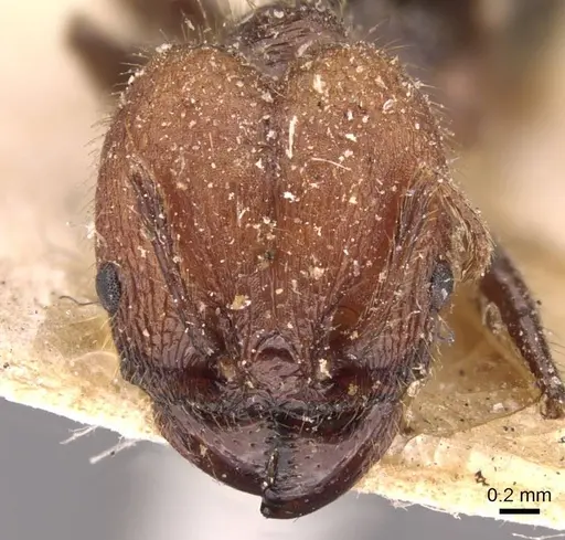Pheidole fallax - CASENT0908132