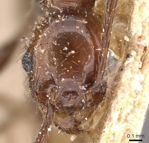 Pheidole fallax - CASENT0908133