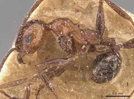 Pheidole fallax - CASENT0908133