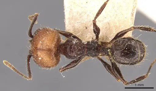 Pheidole fallax - CASENT0908140