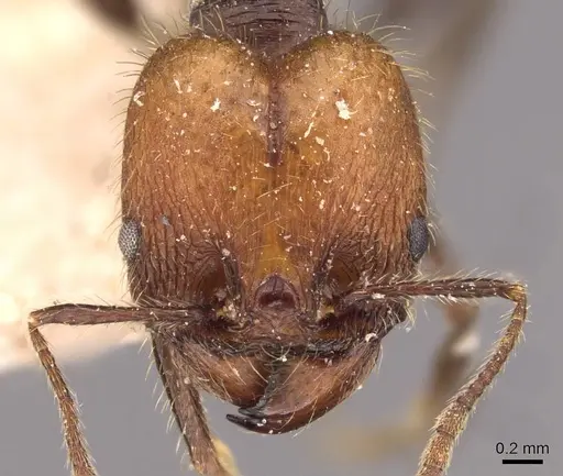 Pheidole fallax - CASENT0908140