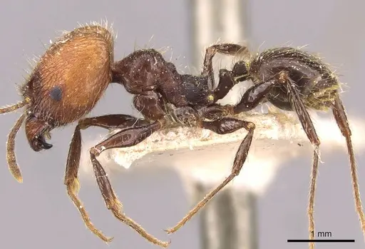 Pheidole fallax - CASENT0908140