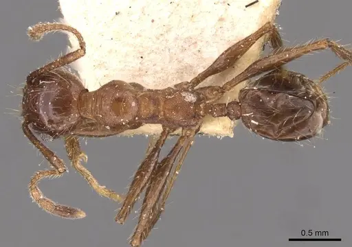 Pheidole fallax - CASENT0908141