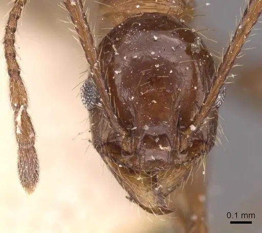 Pheidole fallax - CASENT0908141