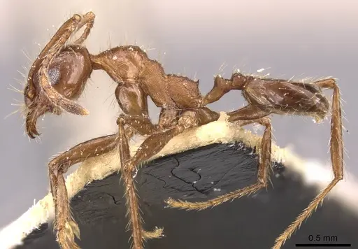 Pheidole fallax - CASENT0908141