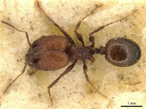 Pheidole fallax - CASENT0916056