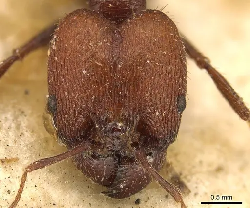 Pheidole fallax - CASENT0916056