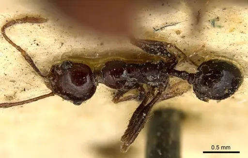 Pheidole fallax - CASENT0916057