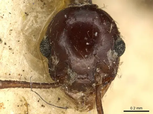 Pheidole fallax - CASENT0916057