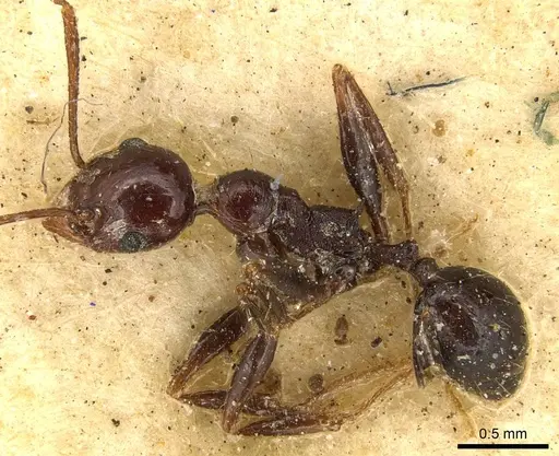 Pheidole fallax - CASENT0916057