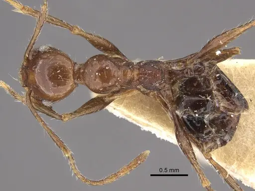 Pheidole fallax - CASENT0917767