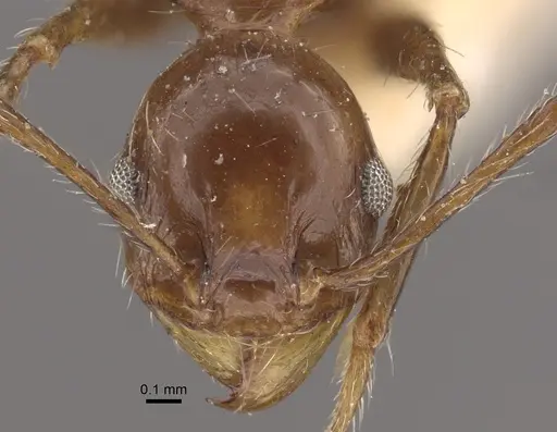 Pheidole fallax - CASENT0917767