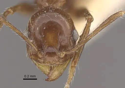 Pheidole fallax - CASENT0917767