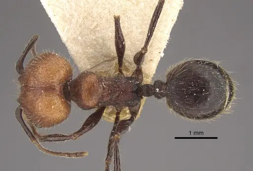 Pheidole fallax - CASENT0917768