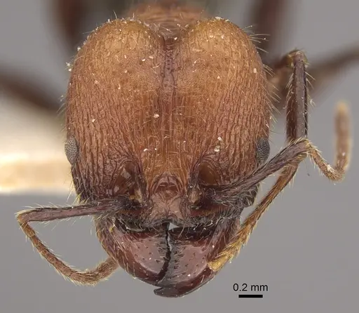 Pheidole fallax - CASENT0917768