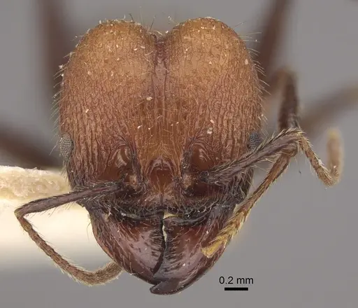 Pheidole fallax - CASENT0917768