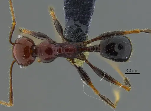 Pheidole fallax - CBUMAGENT42036