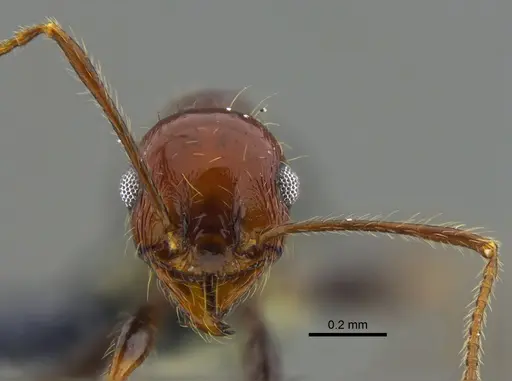 Pheidole fallax - CBUMAGENT42036