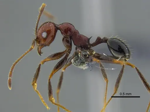 Pheidole fallax - CBUMAGENT42036