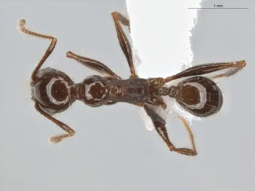 Pheidole fallax - ECOFOG-SG17-0045-07