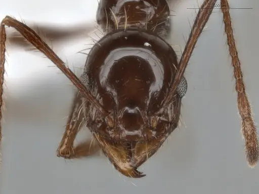 Pheidole fallax - ECOFOG-SG17-0045-07