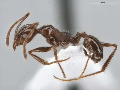 Pheidole fallax - ECOFOG-SG17-0045-07